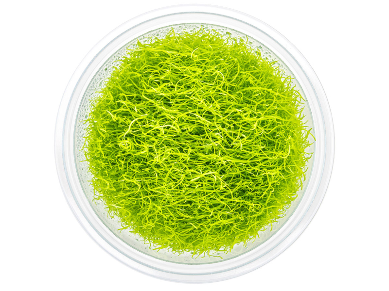 Grasblättriger Wasserschlauch - Utricularia graminifolia in vitro